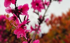 老旺的大肉蟒第二部霸道回归小说